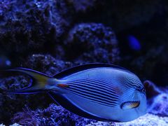 -暹罗海洋世界