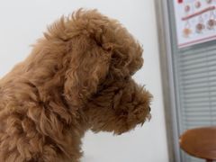 -心仪动物医院·牙专科·肿瘤·心脏科(西客站院)