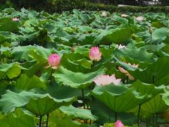 -云溪植物园