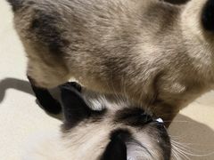 -藏猫猫咖啡主题馆(中央大道店)