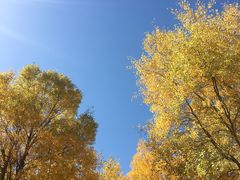-金塔沙漠胡杨林景区