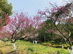 -上海海湾国家森林公园