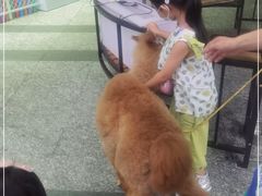 -1013 PET SHOP 宠物商店(近铁城市广场店)