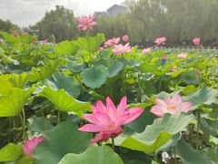 -莲花池公园
