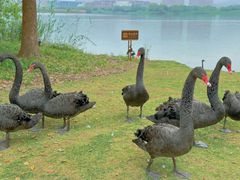 -长兴太湖图影湿地文化园