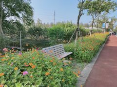 -上海长兴岛郊野公园