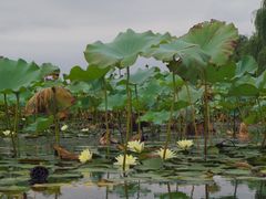 -暨阳湖生态园