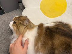 -babydoll猫舍·米努特·德文·缅因(久光中心店)