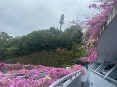 -深圳仙湖植物园