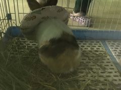 -雨林宠物医院 非犬猫异宠专科