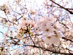 -西北湖绿化广场