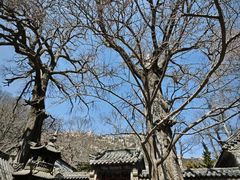 -青岛崂山太清宫