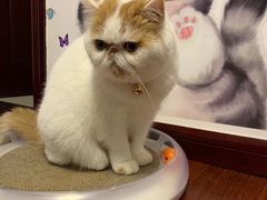 -十年猫舍·猫咪专门店(普陀店)