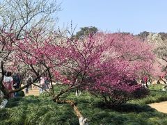 -杭州植物园