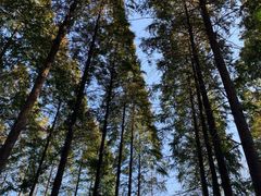 -黄海国家森林公园