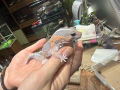 -酷以爬仙阁实体爬宠店·守宫·蜥蜴·专业繁育