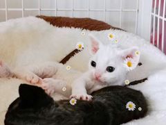 -十年猫舍·猫咪专门店(普陀店)