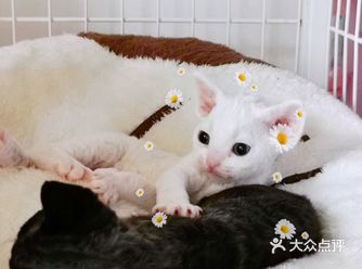 德文卷毛猫 别名 德文帝王猫 英文名 DevonRex