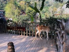 -野象谷景区