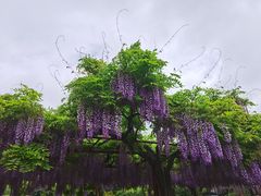 -嘉定紫藤园
