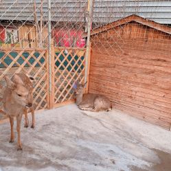 -萌宠亲子动物乐园(槐房万达店)