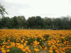 -松山湖梦幻百花洲