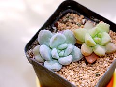 -秦美花卉(天朗·莱茵小城2期店)