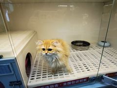 -lincat·猫舍(广州店)