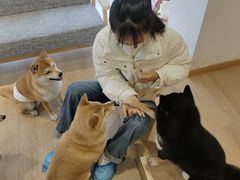 -南京Hallo宠物乐园·哈罗犬舍·柴犬繁育基地