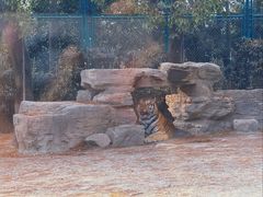 -上海野生动物园老虎餐厅