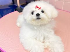 -FAELING PETS美天灵宠物(富力广场店)