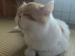 -喵屿·大理花园猫咖