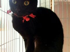android_upload_pic-唐小姐の猫狗洗护·购宠旗舰店(周浦万达店)