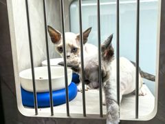 -山宅一喵德文卷毛猫舍