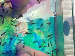 -泰国鱼疗足疗馆