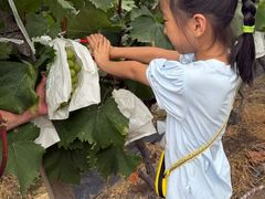 -马陆小张葡萄园农家乐