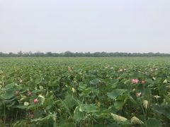 -西青郊野公园