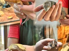 -帕帕拉兹宠物(亚洲旗舰店)