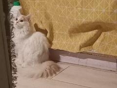 -平行世界·猫咖(首经贸店)