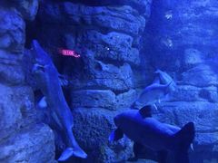 -江和美海洋公园