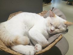 -藏猫猫咖啡主题馆(中央大道店)