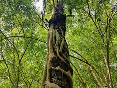 -中国科学院西双版纳热带植物园