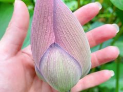 -陈家山荷花公园