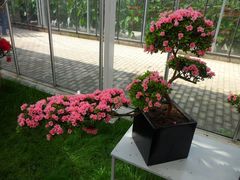景点-上海鲜花港