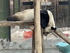 -栾川竹海野生动物园