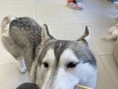 -怪兽屋·羊驼·猫咖·狗咖(俊华广场店)