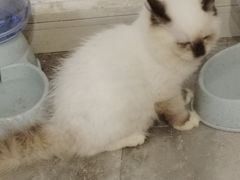 -楼上猫咖(罗湖店)
