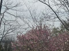 -上海佘山国家森林公园西佘山园