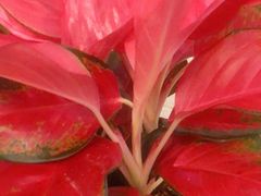 -至尊名仕·中泰按摩·养生SPA会所