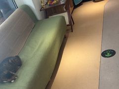 -御宝贝·A梦猫科宠物医院(国际猫友好医院)